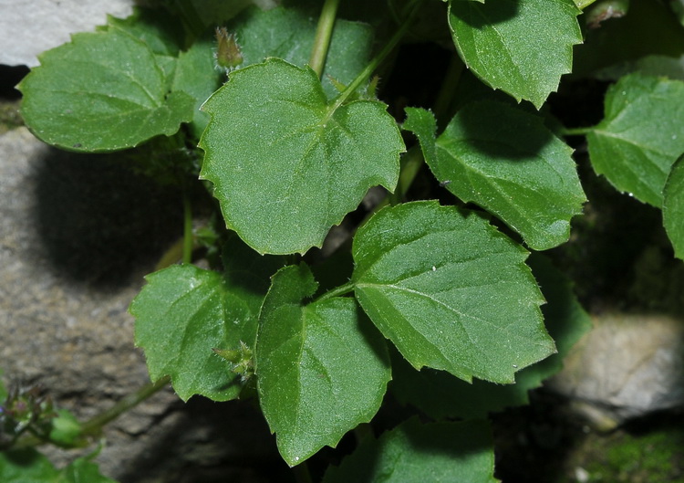 Campanula poscharskyana / Campanula serba